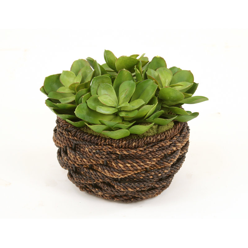 Distinctive Designs Artificial Hen and Chicken Succulents Desk Top